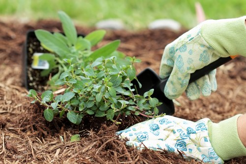 Local gardener carrying out planting and border maintenance in Marks Gate