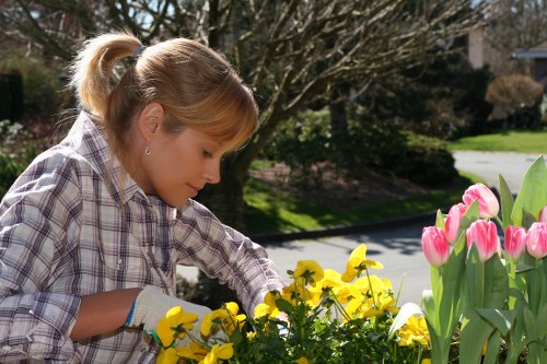 Marks Gate garden lawn care focusing on aeration, scarification, and healthy turf